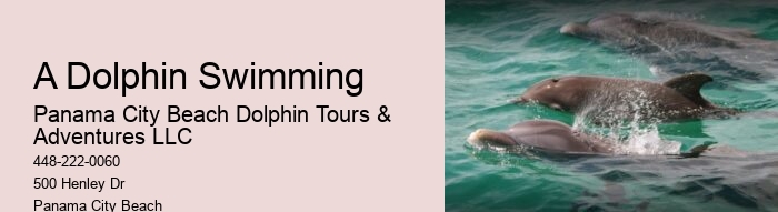 Panama City Beach Dolphin Tours & More