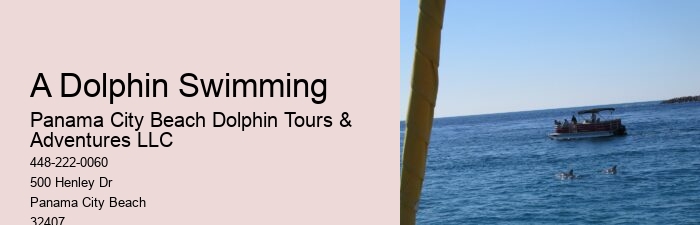 Dolphin Sightseeing