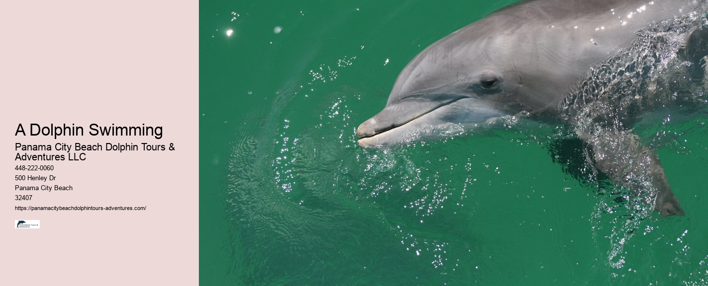 PCB Dolphin Spotting Cruises