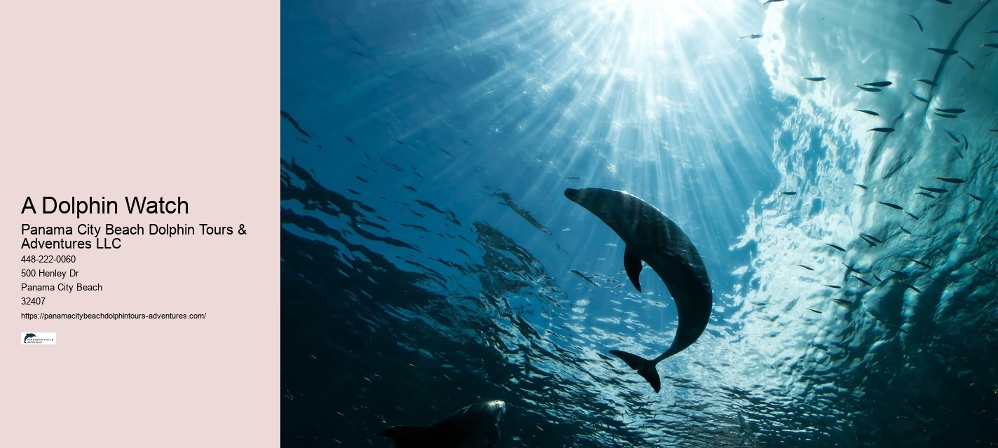 Dolphin Swims: A Code Of Conduct