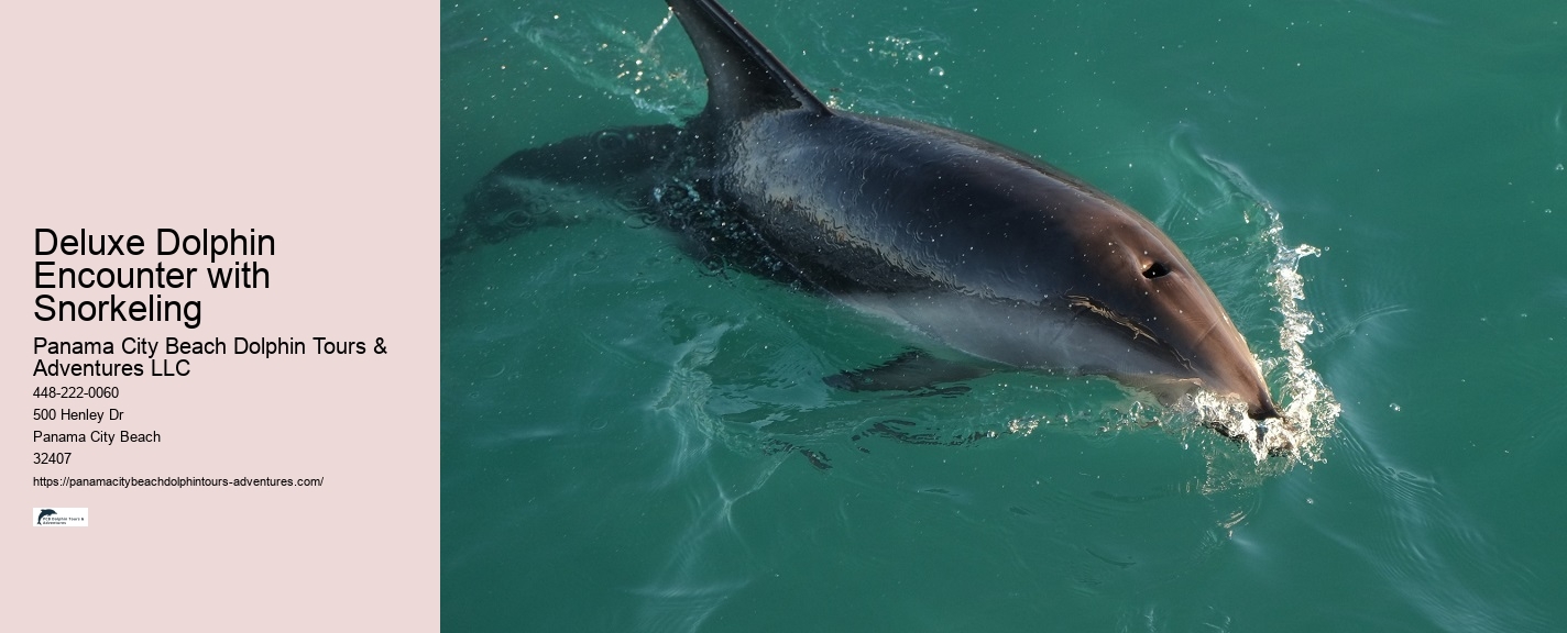 Exclusive Dolphin Snorkeling Excursions