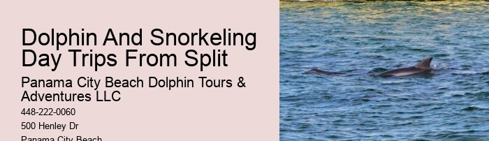 Dolphin Tours Treasure Island