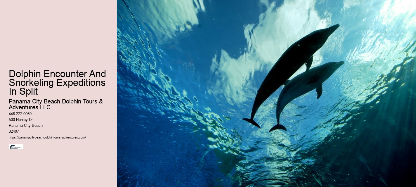 What Does It Mean If A Dolphin Is Circling You