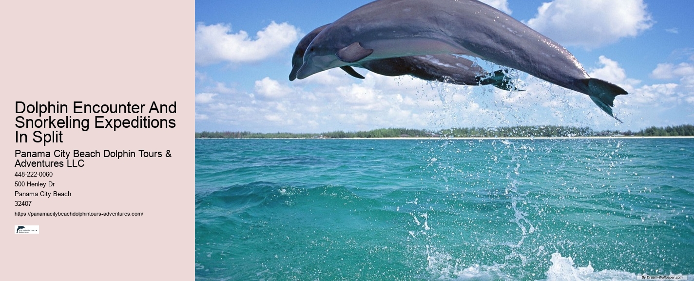 Shell Island Snorkeling & Dolphin Tours