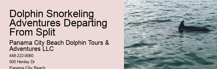 Split Catamaran Dolphin Watching And Snorkeling Expeditions