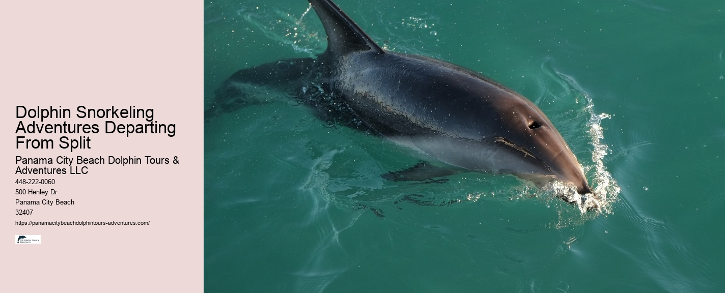 Dolphin Watching And Snorkeling Adventures In Split