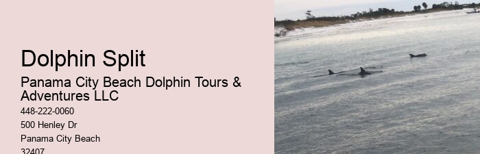 Panama City Beach dolphin watching adventures