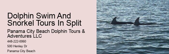Split Immersive Dolphin Encounter And Snorkeling Tours