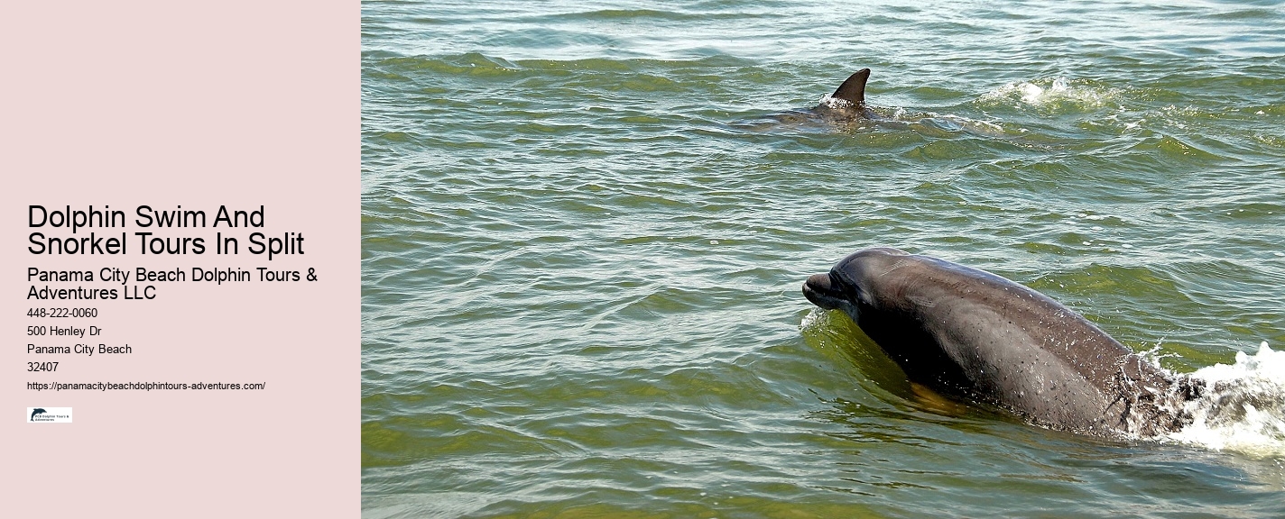 What Not To Do With Dolphins