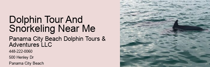 Custom Dolphin Spotting with Snorkeling