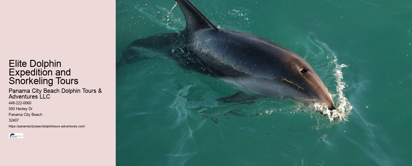 Panama City Beach dolphin watching voyages