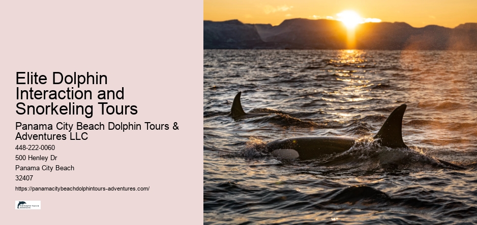 Elite Dolphin Interaction and Snorkeling Tours