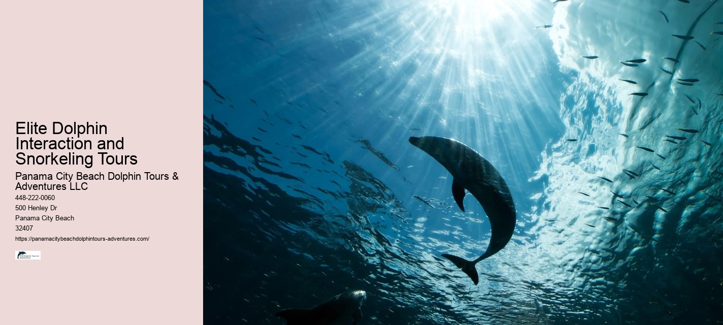 Why Do Dolphins Swim Around You