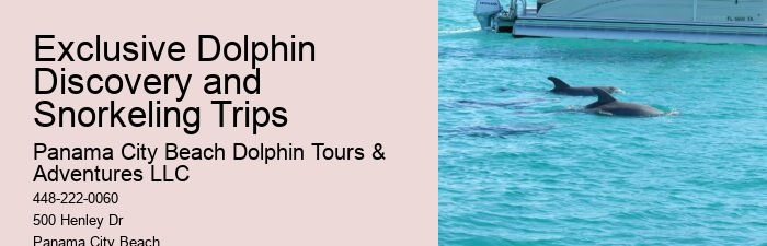 Elite Dolphin Adventure and Snorkeling