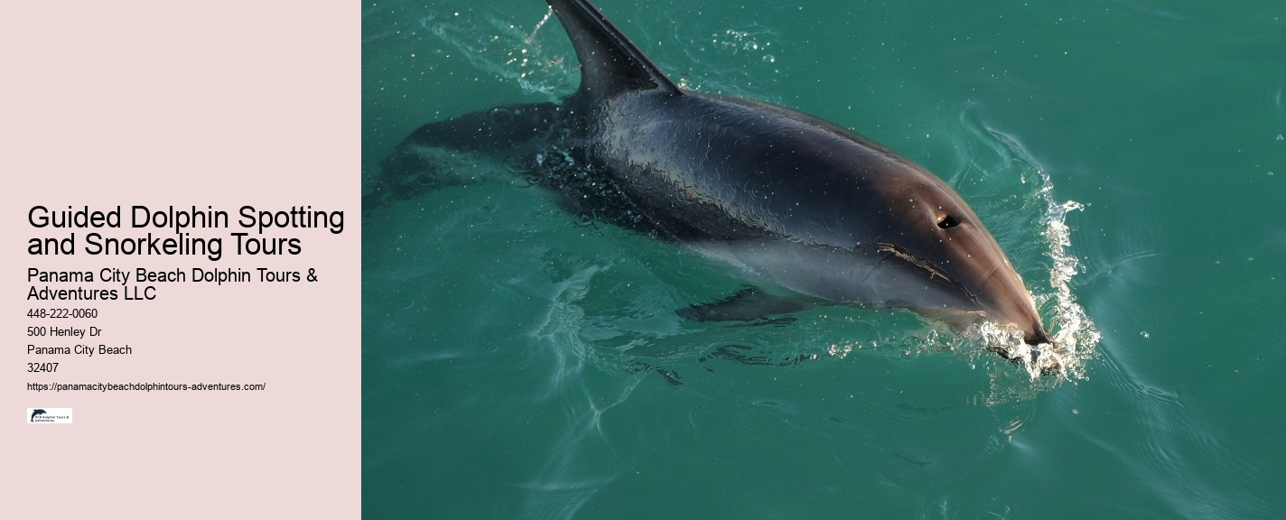 VIP Dolphin Spotting with Snorkeling