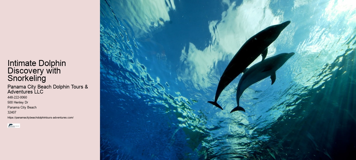Salty Dog Dolphin Tours Panama City Beach Fl
