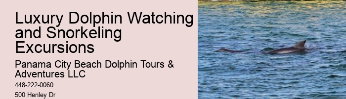 Dolphin Tours Tampa Bay