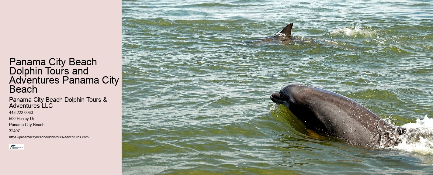 Are Dolphins Very Aggressive