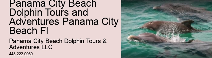 Tailored Dolphin Safari and Snorkeling Adventures