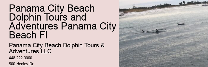 Why Is It Illegal To Interact With Dolphins