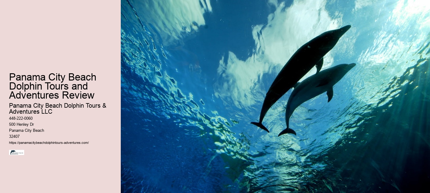 Dolphins And Their Dirty Secrets