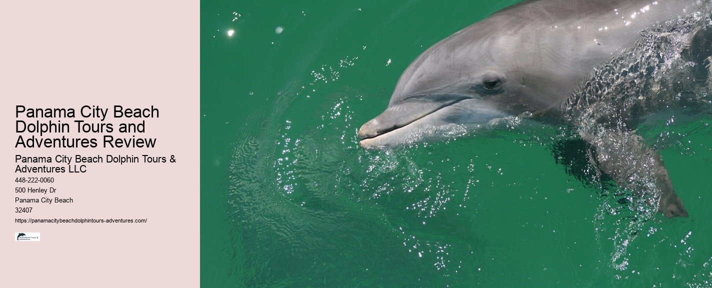Dolphin Quest Tours