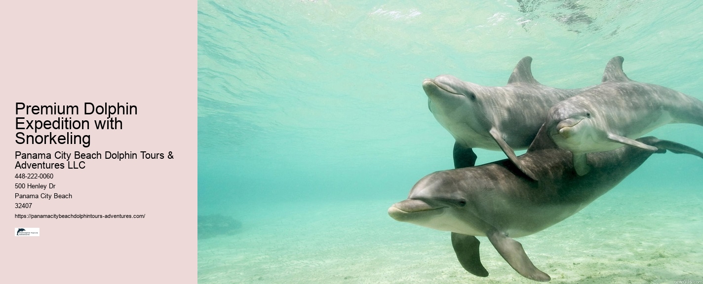 Dolphin boat tours at Panama City Beach