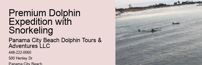 Split Thrilling Dolphin And Snorkeling Charters