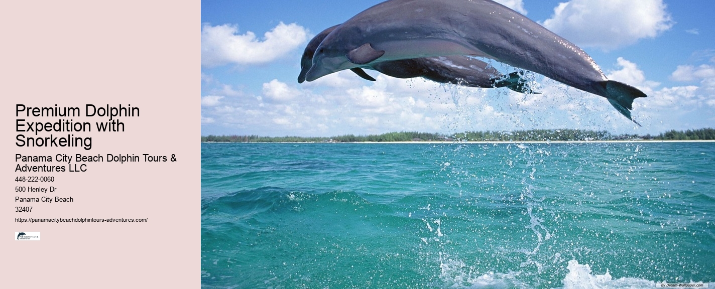Deluxe Dolphin Encounter with Snorkeling