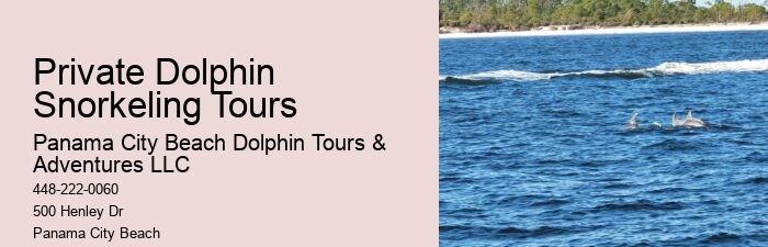 Elite Dolphin Interaction and Snorkeling Tours