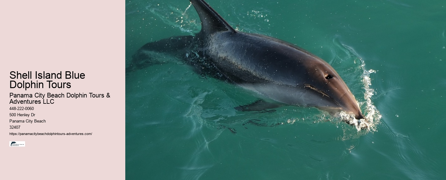 Dolphin Snorkeling