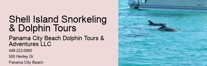 How many dolphins typically appear during a tour in Panama City Beach