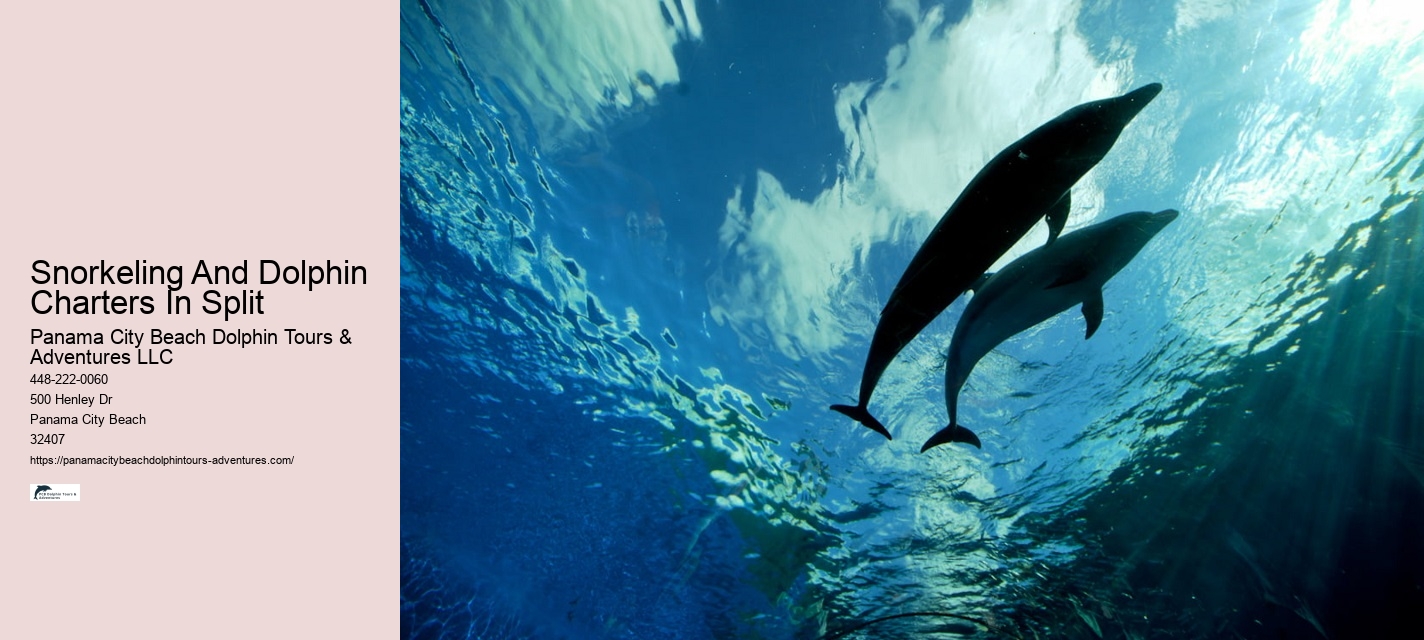How Long Does It Take To Swim With Dolphins