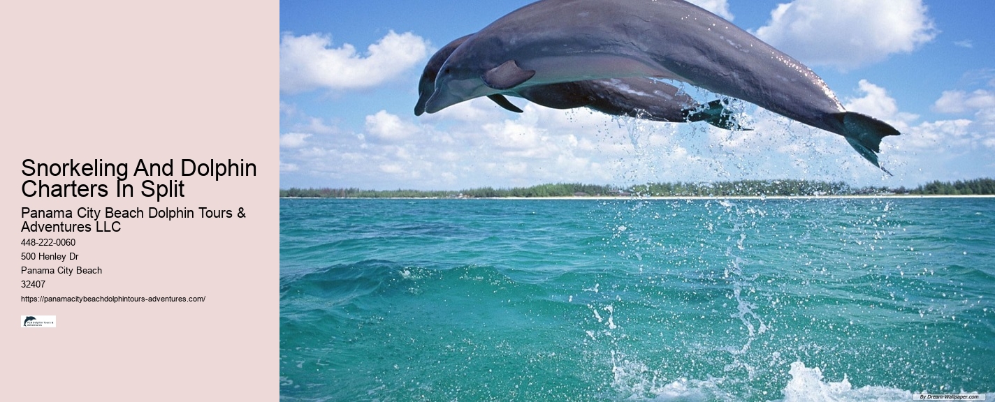 2 Hours Private Dolphin And Snorkeling Tours