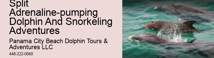 Individual Dolphin Watching with Snorkeling