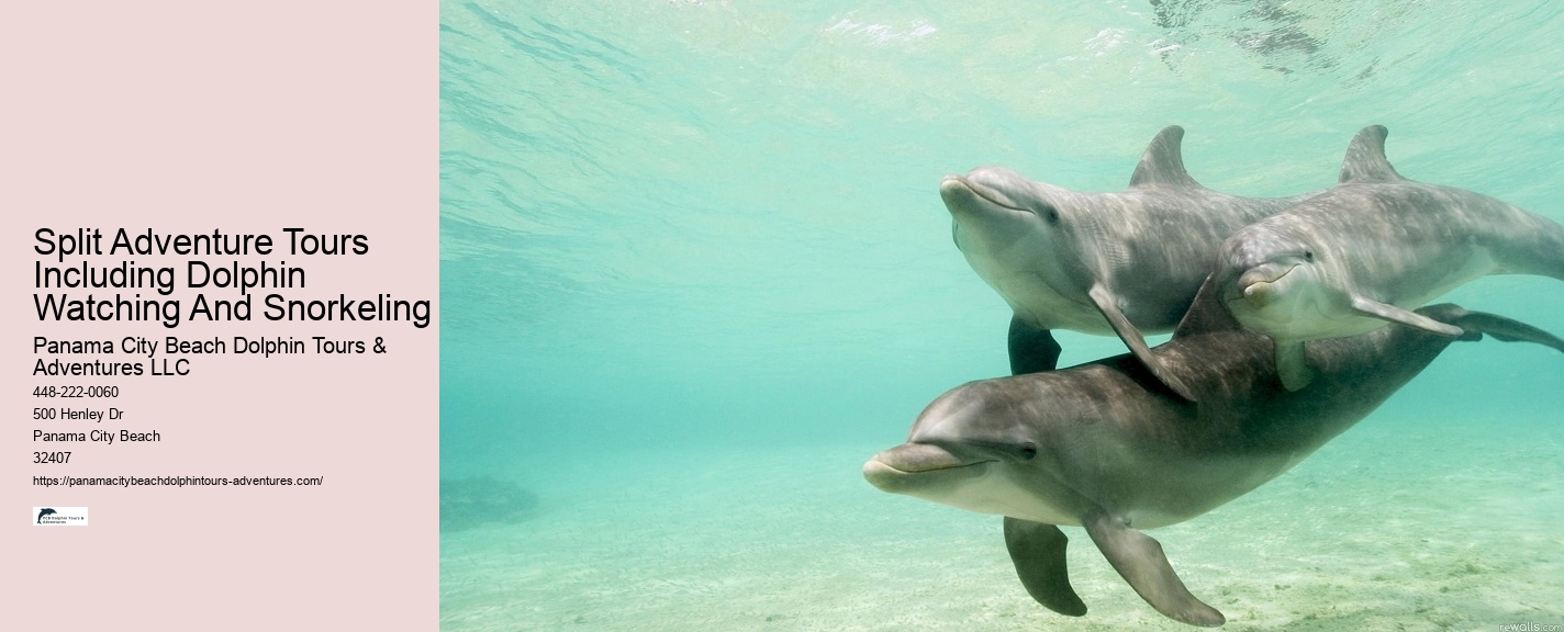 Split Boutique Dolphin And Snorkeling Experiences