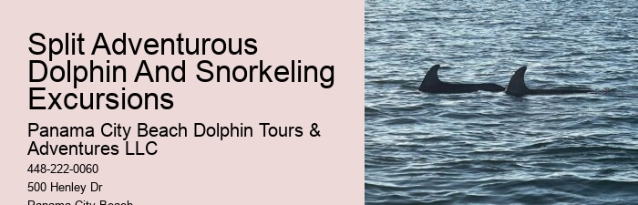 This Is How Dolphins 'see' Humans With Echolocation