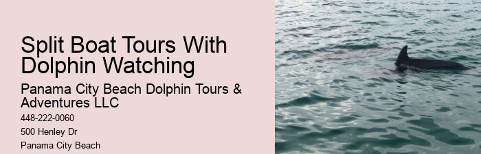 Panama City Beach dolphin experience