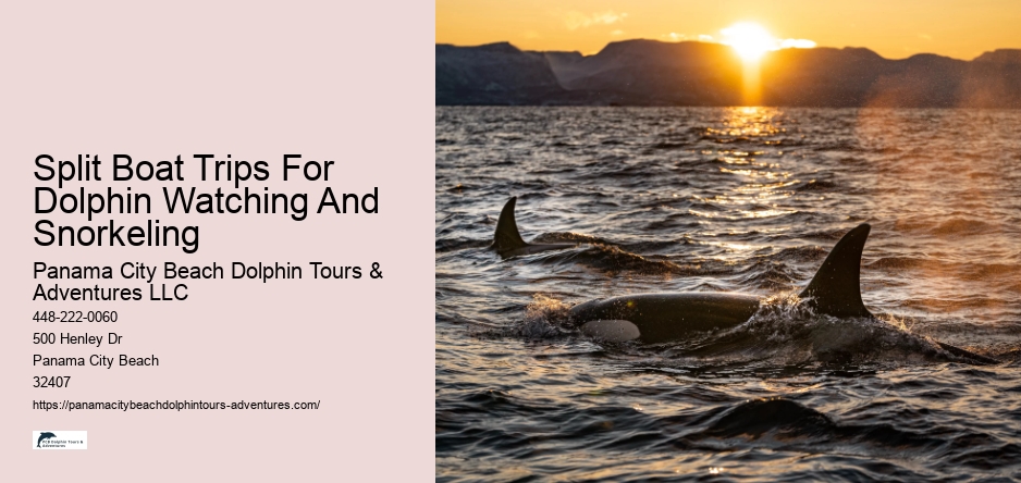Split Boat Trips For Dolphin Watching And Snorkeling