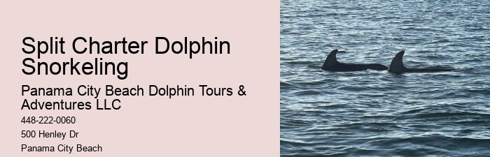 Panama City Beach dolphin sightseeing cruises