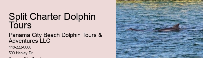 Dolphin Tours And Travels