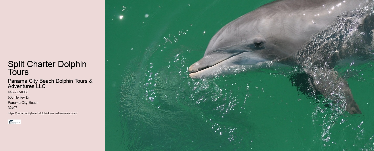 Split Half-day Dolphin And Snorkeling Tours