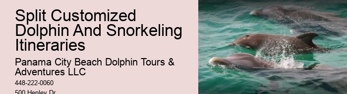 Can You Still Swim With Dolphins In Florida