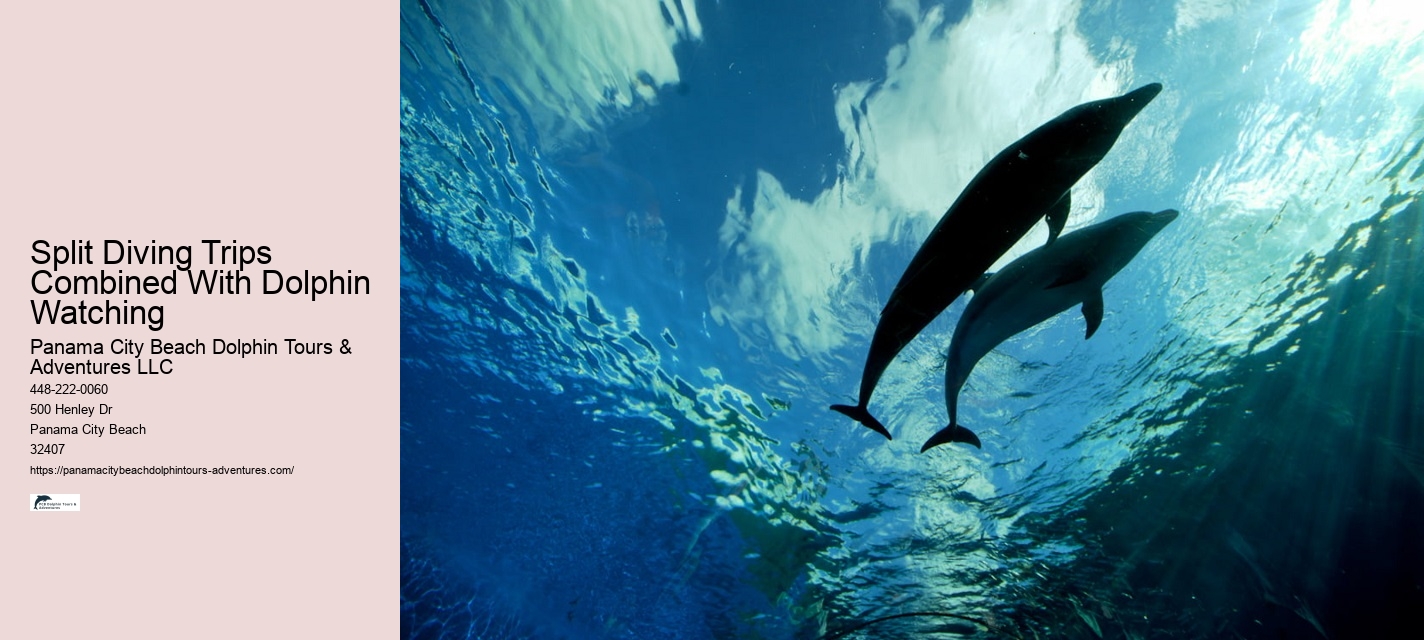 Swim With Dolphins