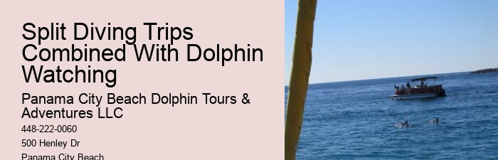 Elite Dolphin Spotting and Snorkeling Tours