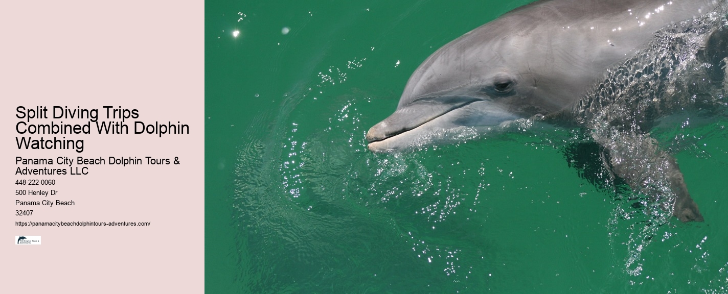 Shell Island Dolphin
