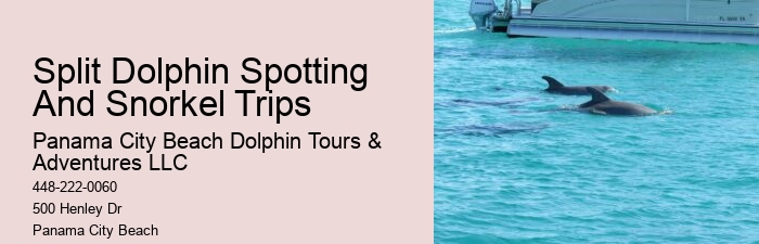 Dolphin Tours Near Me
