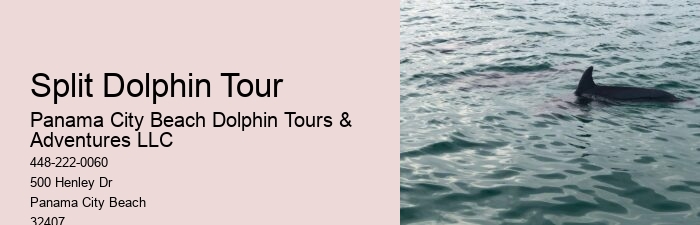 Dolphin And Snorkel Tours Near Me