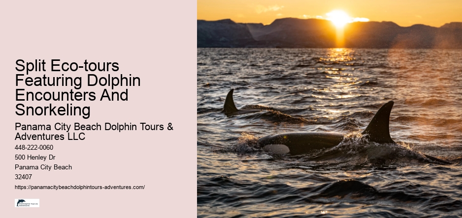 Split Eco-tours Featuring Dolphin Encounters And Snorkeling