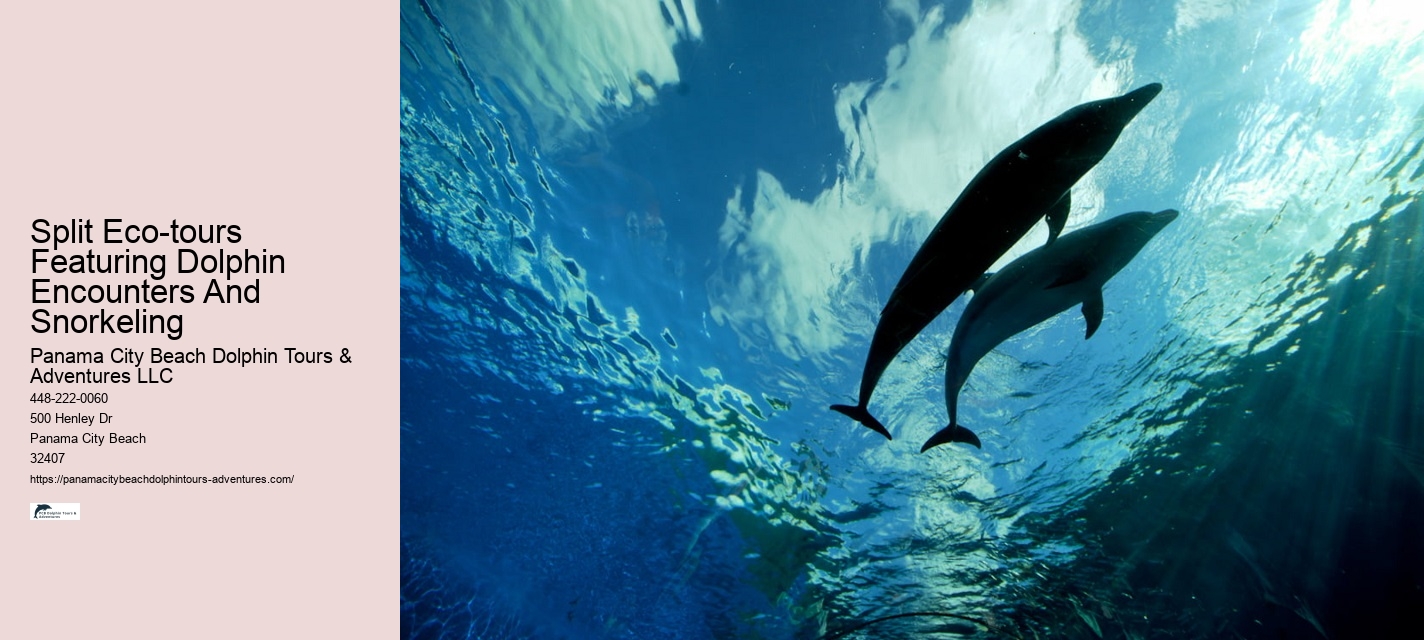 Panama City Beach Dolphin Adventure Trips